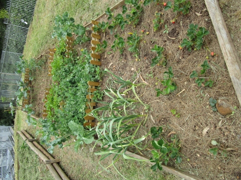 Plantações da horta: morangueiros, alhos, couves, ervilhas, batatas, tomateiros, rabanetes, cebola e alfaces